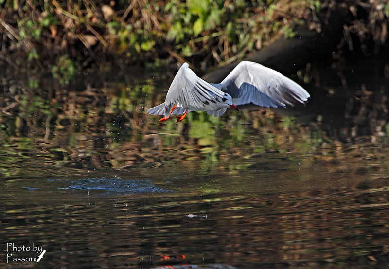 Il salto del gabbiano!